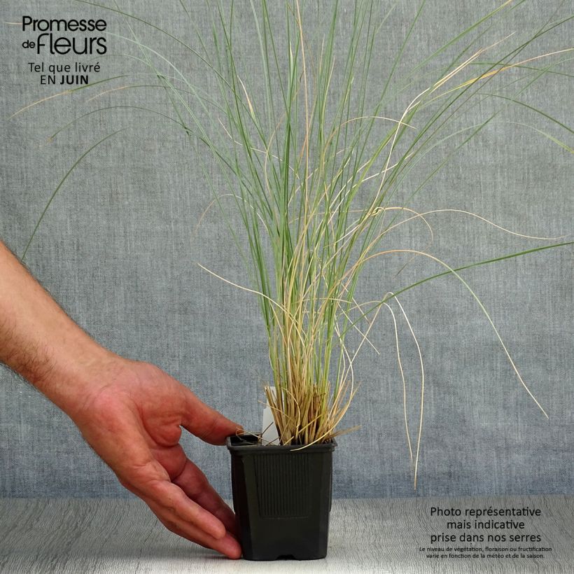 Esemplare di Helictotrichon sempervirens Pendula - Avena verdeggiante Vasetto da 8/9 cm consegnato in estate