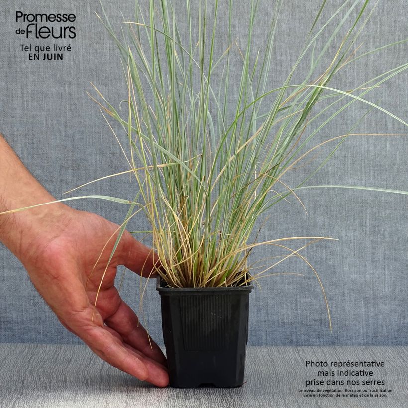 Esemplare di Helictotrichon sempervirens - Avena verdeggiante Vasetto da 8/9 cm consegnato in estate