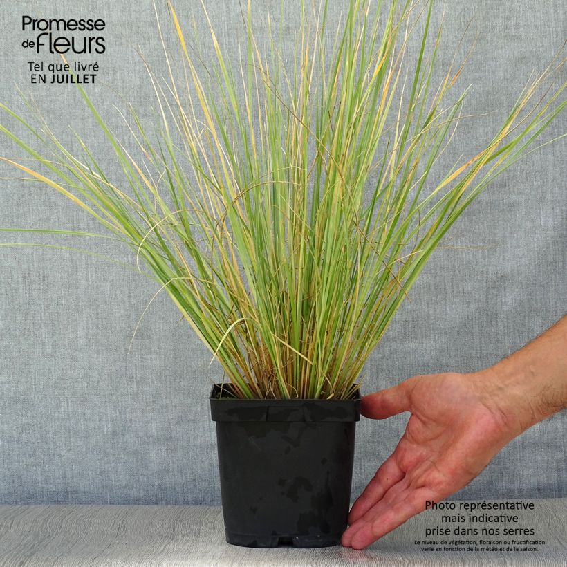 Esemplare di Helictotrichon sempervirens - Avena verdeggiante Vaso da 2L/3L consegnato in estate