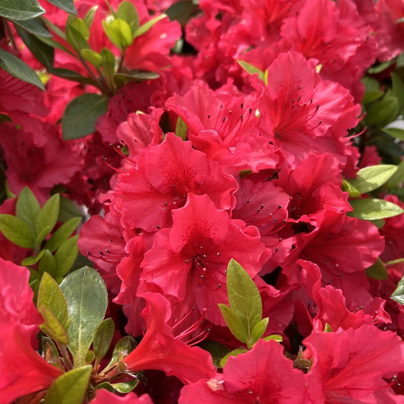 Azalea japonica Vuyk's Scarlet (Fioritura)