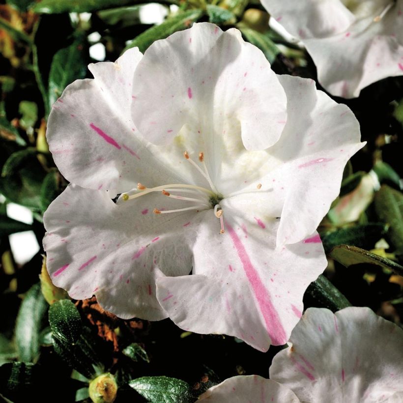 Azalea japonica ENCORE Starlite (Fioritura)
