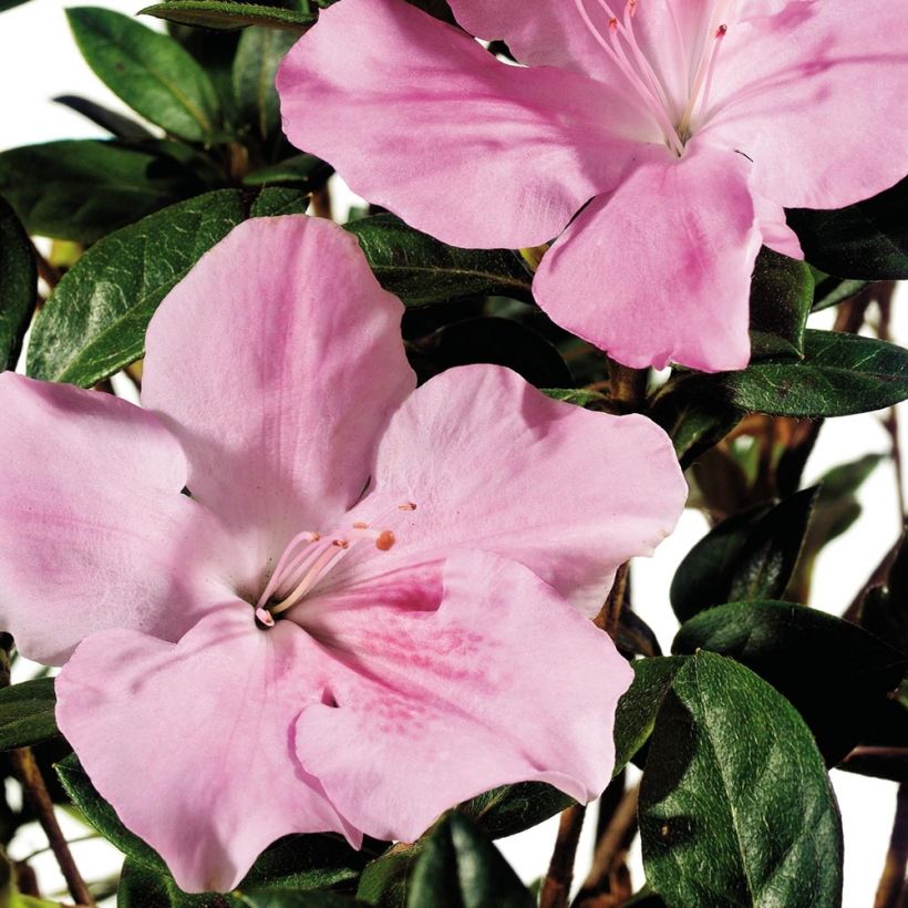 Azalea japonica ENCORE Sweetheart (Fioritura)
