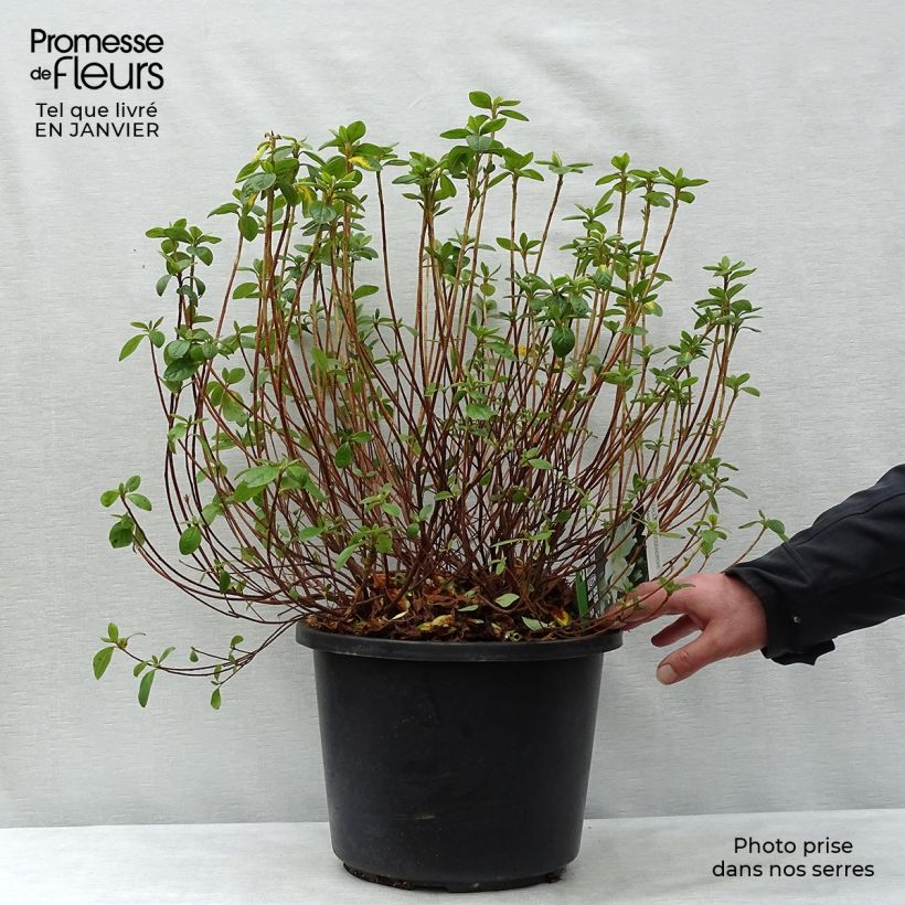 Azalea obtusum Palestrina Vaso da 12L/15L esemplare consegnato in inverno