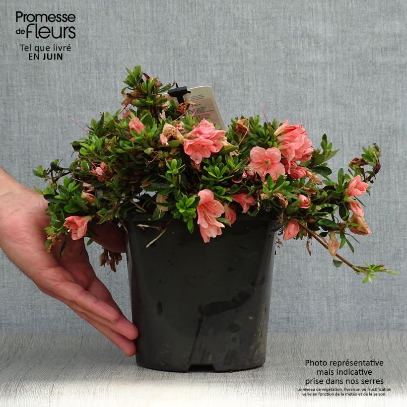 Esemplare di Azalea nakaharae Pink Cascade Vaso da 2L/3L consegnato in estate