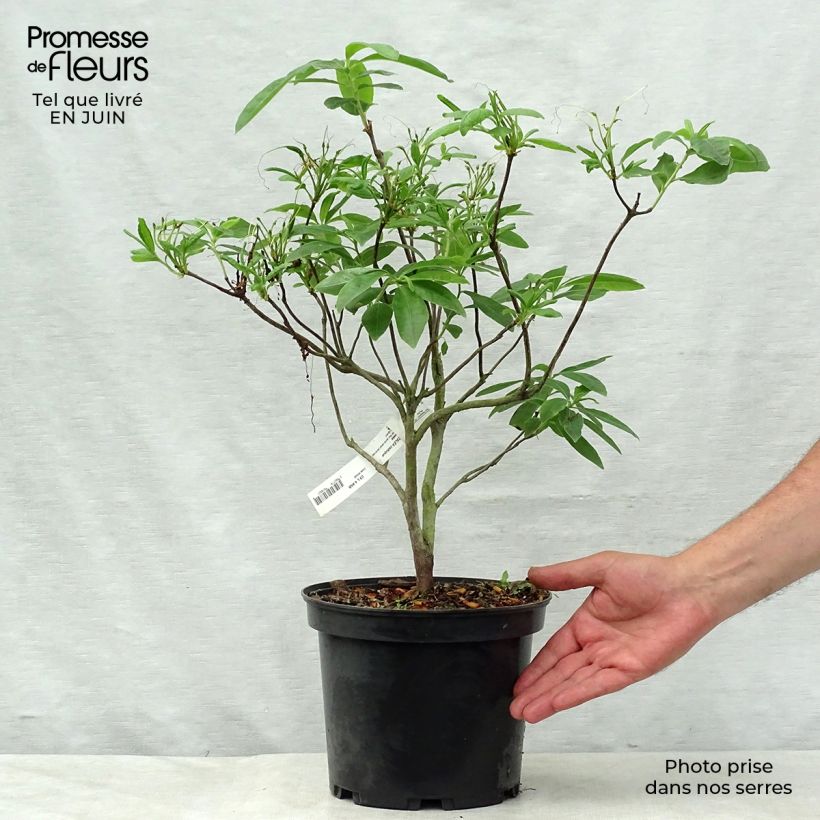 Esemplare di Azalea Anneke Vaso da 4L/5L consegnato in estate