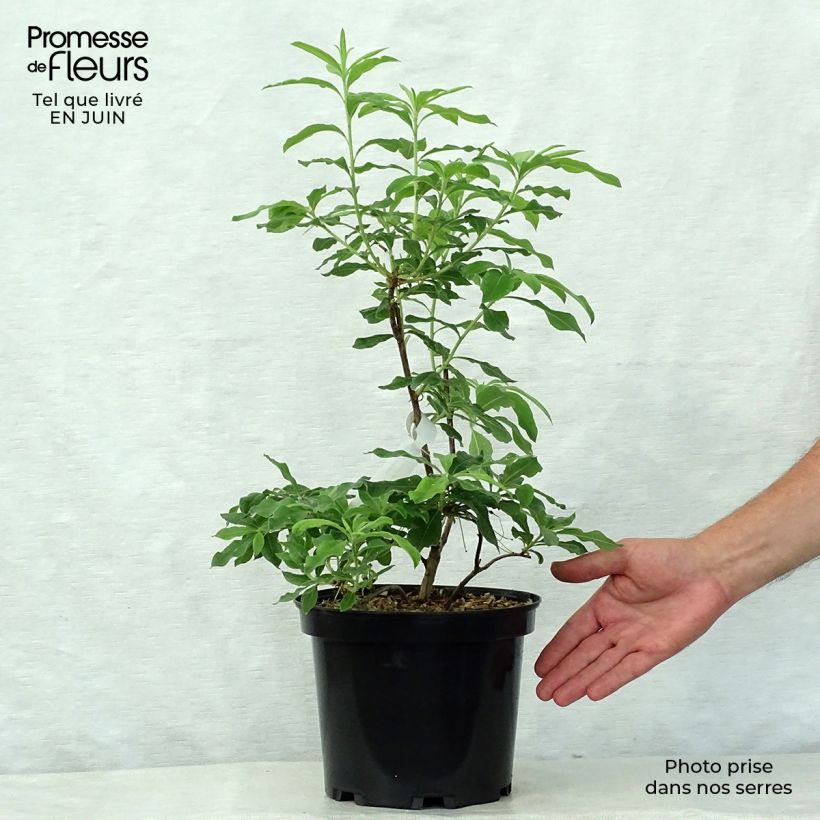 Esemplare di Azalea mollis Daviesii Vaso da 4L/5L consegnato in estate