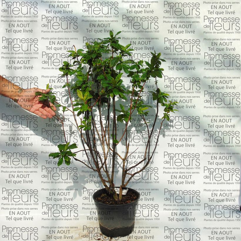 Esempio di esemplare Azalea Kilian Vaso da 4L/5L come consegnato