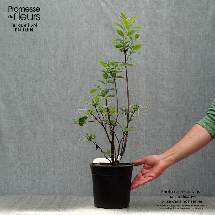 Esemplare di Azalea mollis Klondyke Vaso da 4L/5L consegnato in estate