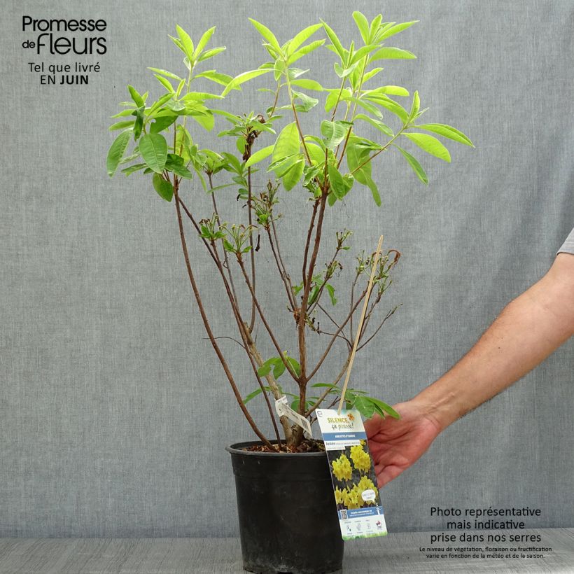 Esemplare di Azalea Lingot d'Or Vaso da 4L/5L consegnato in estate