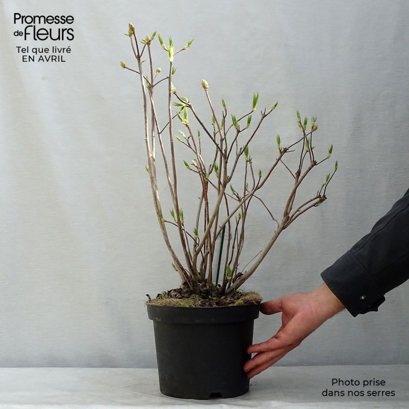 Azalea mollis Persil Vaso da 4L/5L esemplare consegnato in primavera
