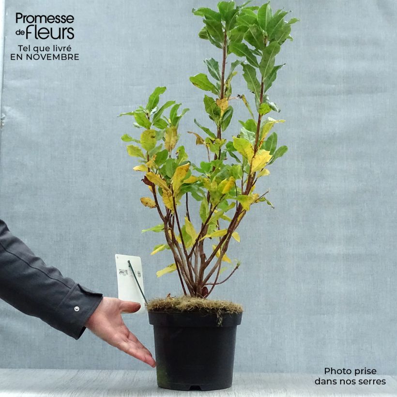 Esemplare di Azalea mollis Persil Vaso da 4L/5L come consegnato in autunno