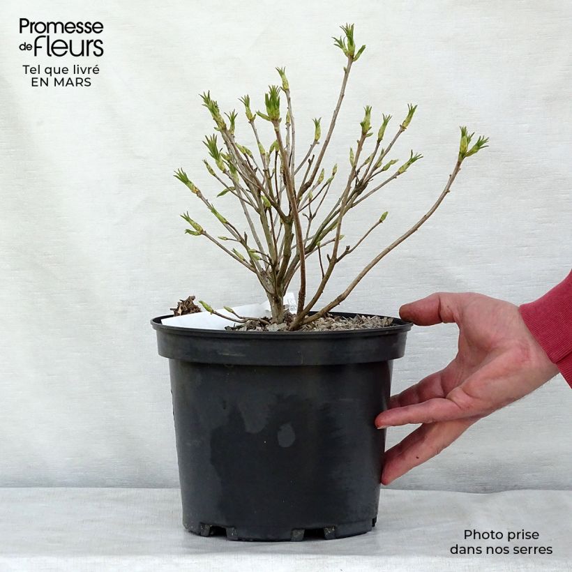 Azalea luteum - Azalea gialla Vaso da 4L/5L esemplare consegnato in primavera