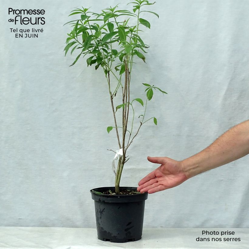 Esemplare di Azalea Wallowa Red Vaso da 4L/5LAltezza consegnata circa 50/60cm consegnato in estate