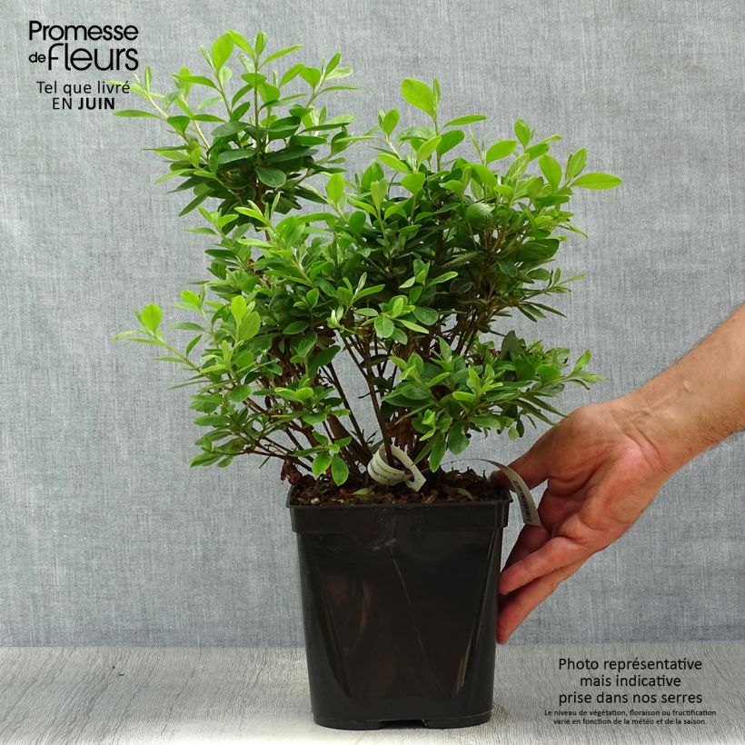 Esemplare di Azalea japonica Al's Picotee Vaso da 2L/3L consegnato in estate