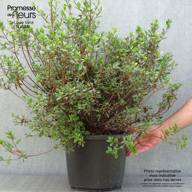 Esemplare di Azalea Amoena Vaso da 12L/15L consegnato in estate