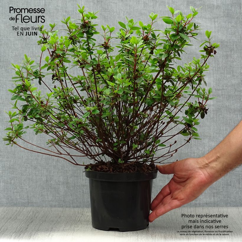 Esemplare di Azalea Amoena Vaso da 2L/3L consegnato in estate