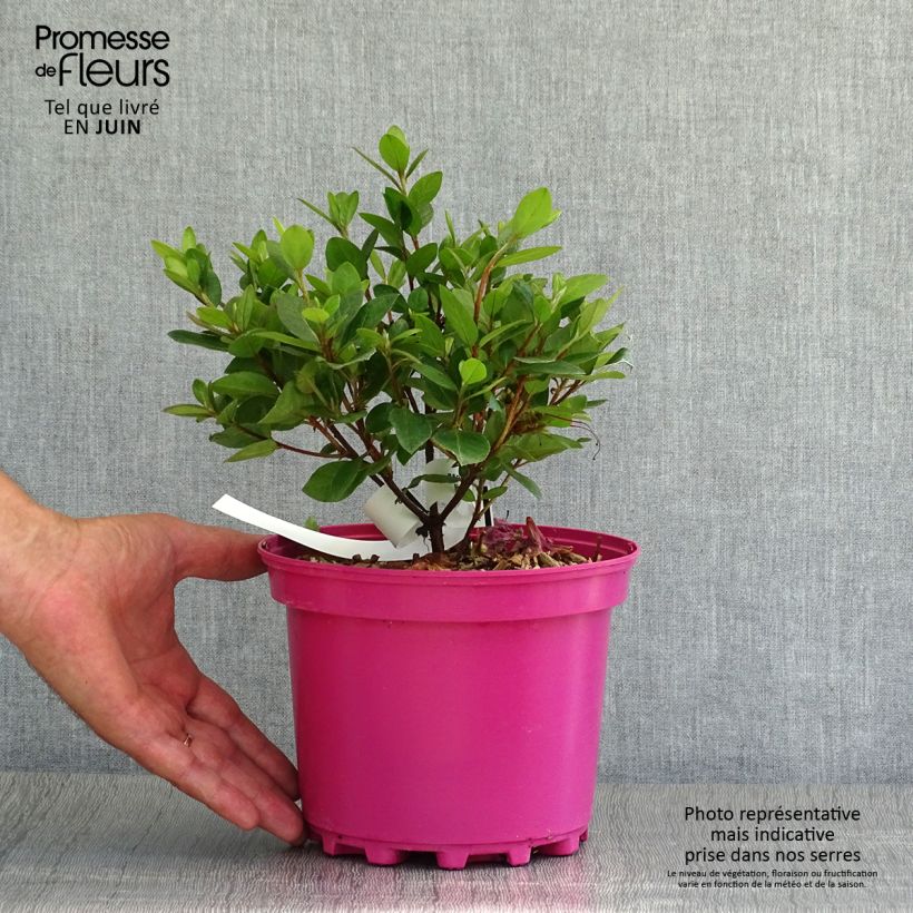 Esemplare di Azalea japonica Christina Vaso da 2L/3L consegnato in estate