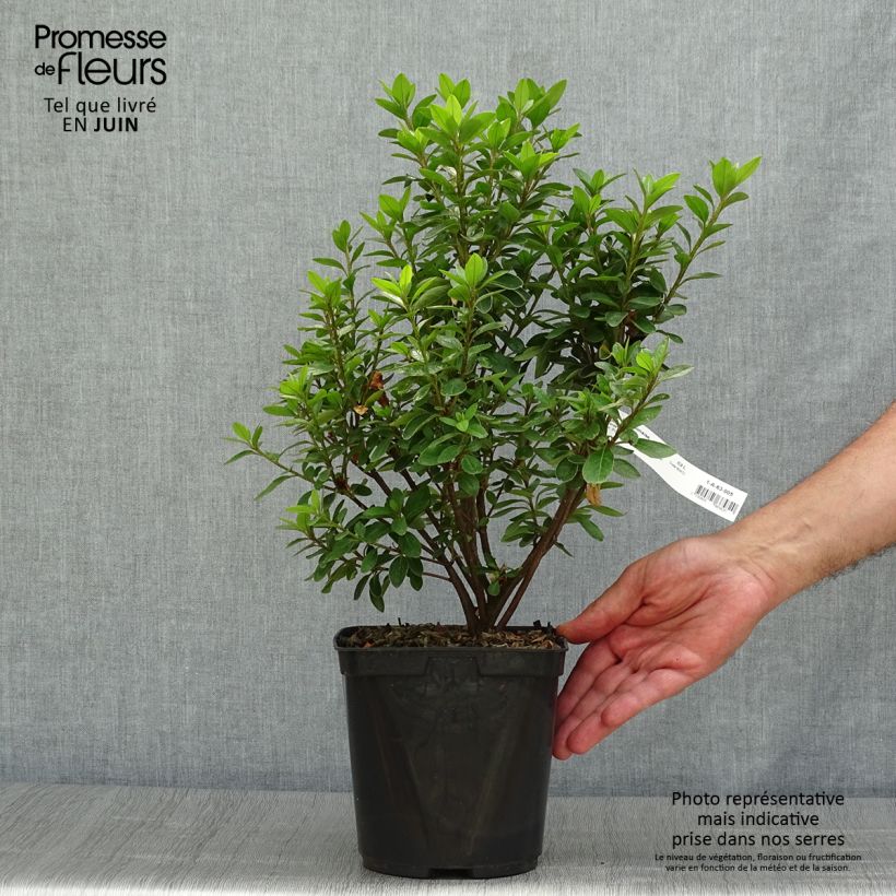 Esemplare di Azalea Eucharis Vaso da 2L/3L consegnato in estate