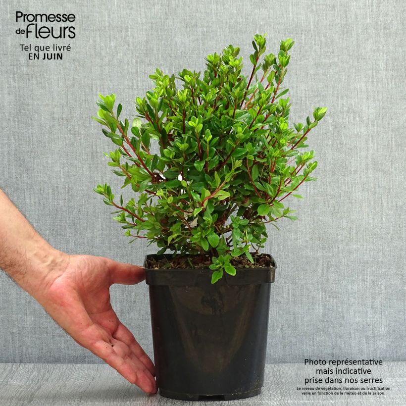 Esemplare di Azalea Hino-Crimson Vaso da 2L/3L consegnato in estate
