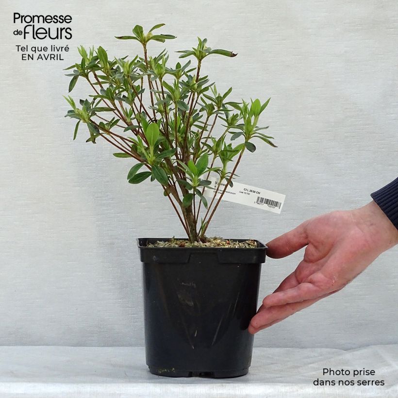 Azalea Ho Oden Vaso da 2L/3L esemplare consegnato in primavera