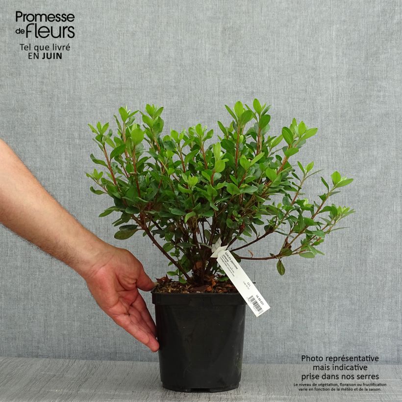 Esemplare di Azalea japonica Johanna Vaso da 2L/3L consegnato in estate