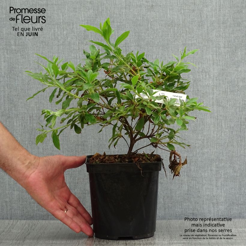 Esemplare di Azalea macrosepalum Koromo Shikibu Vaso da 2L/3L consegnato in estate