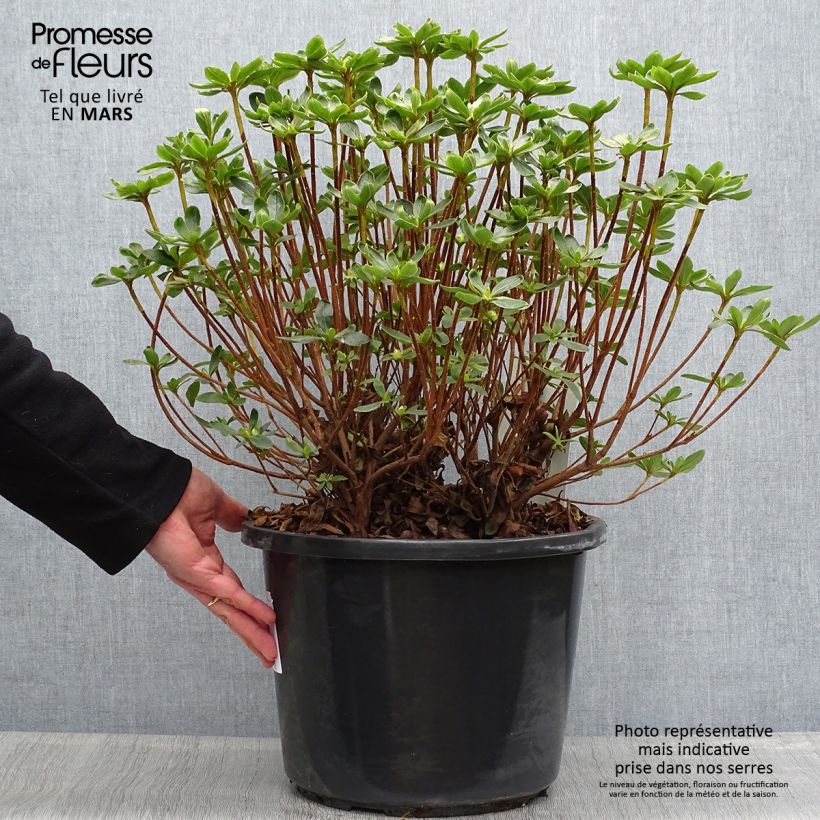 Azalea Luzi Vaso da 12L/15L esemplare consegnato in primavera