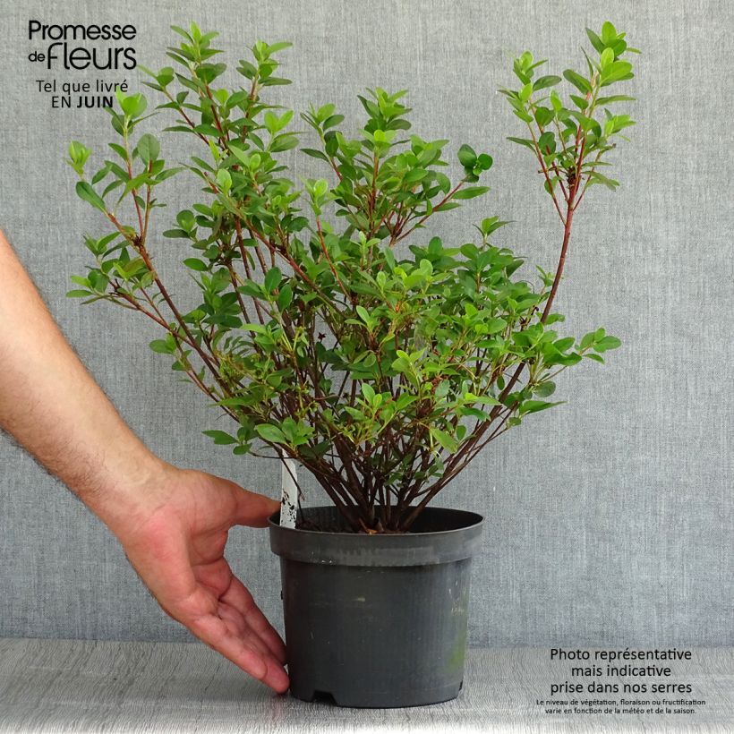 Esemplare di Azalea japonica Moederdag Vaso da 2L/3L consegnato in estate