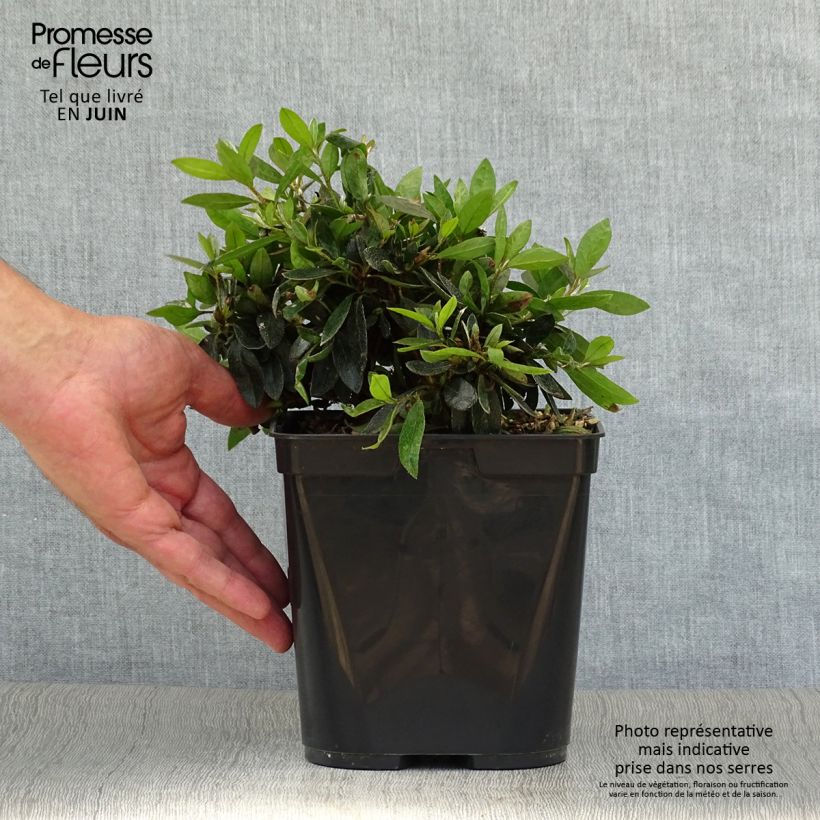 Esemplare di Azalea Nakaharai Orange Vaso da 2L/3L consegnato in estate