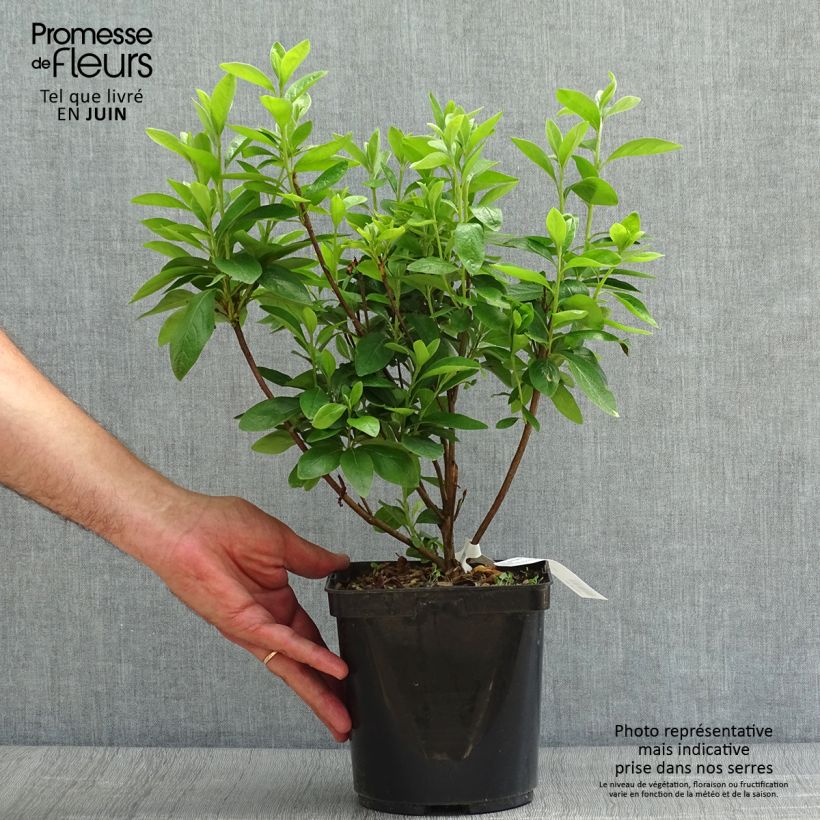 Esemplare di Azalea obtusum Palestrina Vaso da 2L/3L consegnato in estate