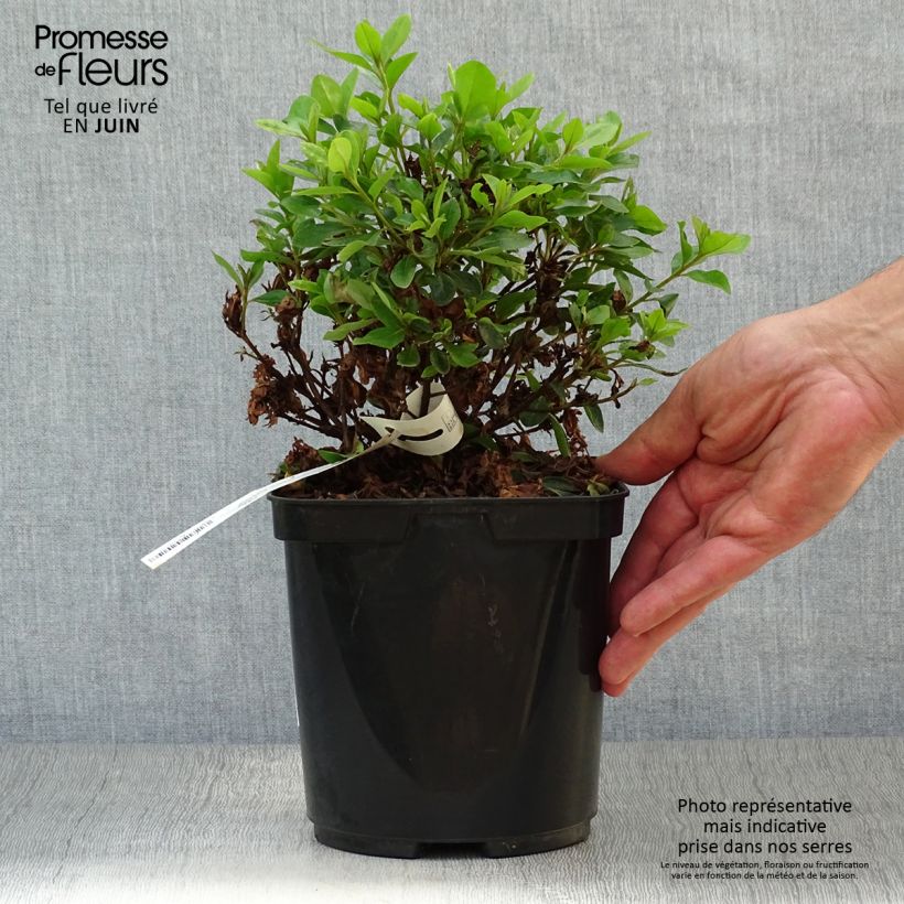 Esemplare di Azalea kaempferi Peggy Ann Vaso da 2L/3L consegnato in estate