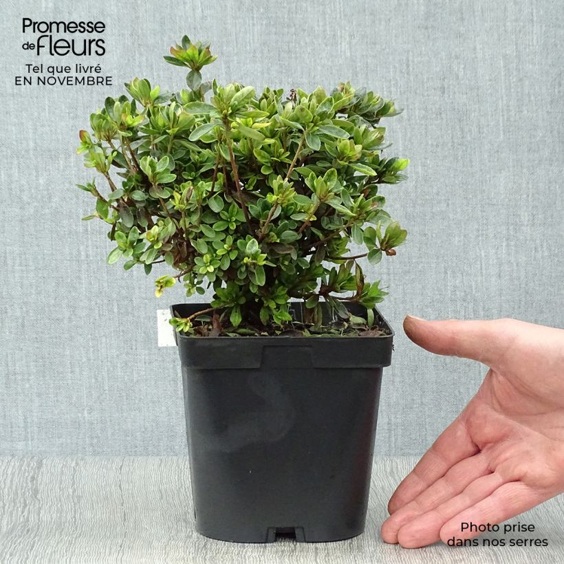 Esemplare di Azalea Rex Vaso da 2L/3L come consegnato in autunno