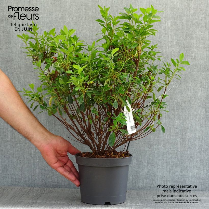 Esemplare di Azalea Schneewittchen Vaso da 2L/3L consegnato in estate