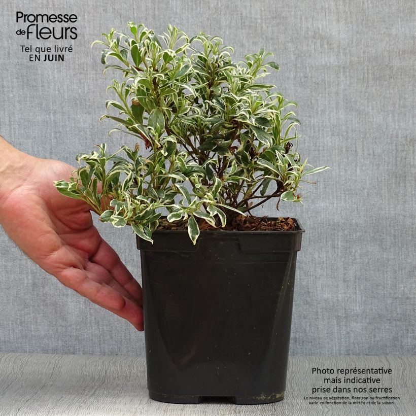 Esemplare di Azalea Silver Queen Vaso da 2L/3L consegnato in estate