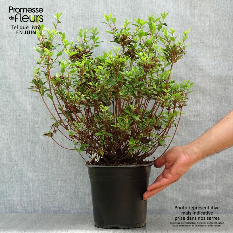 Esemplare di Azalea Sylvester Vaso da 4L/5L consegnato in estate