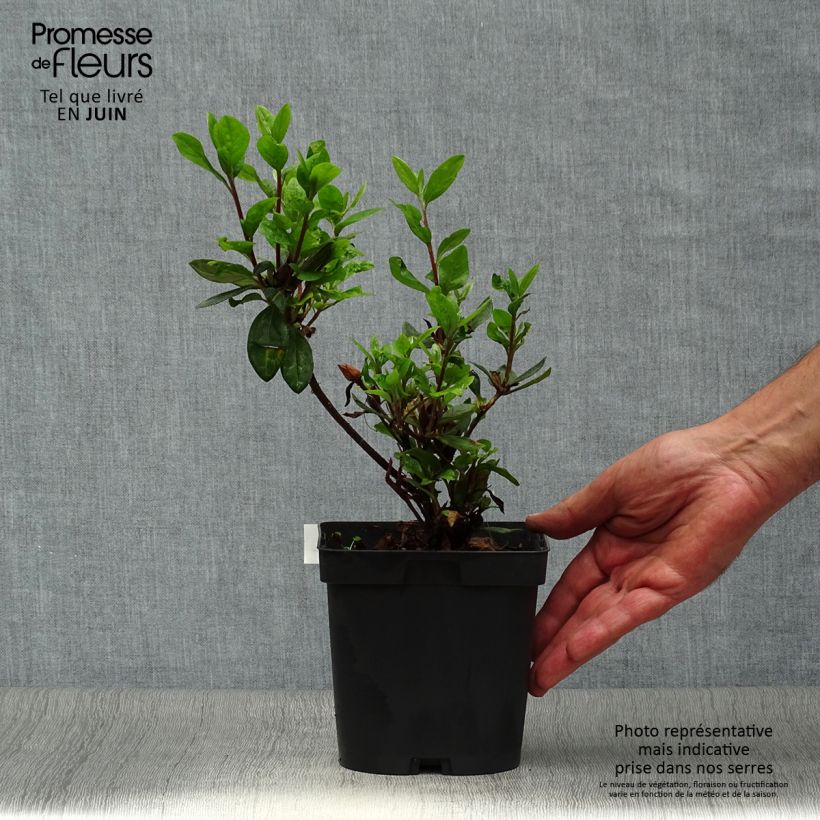 Esemplare di Azalea japonica Vuyk's Scarlet Vaso da 2L/3L consegnato in estate