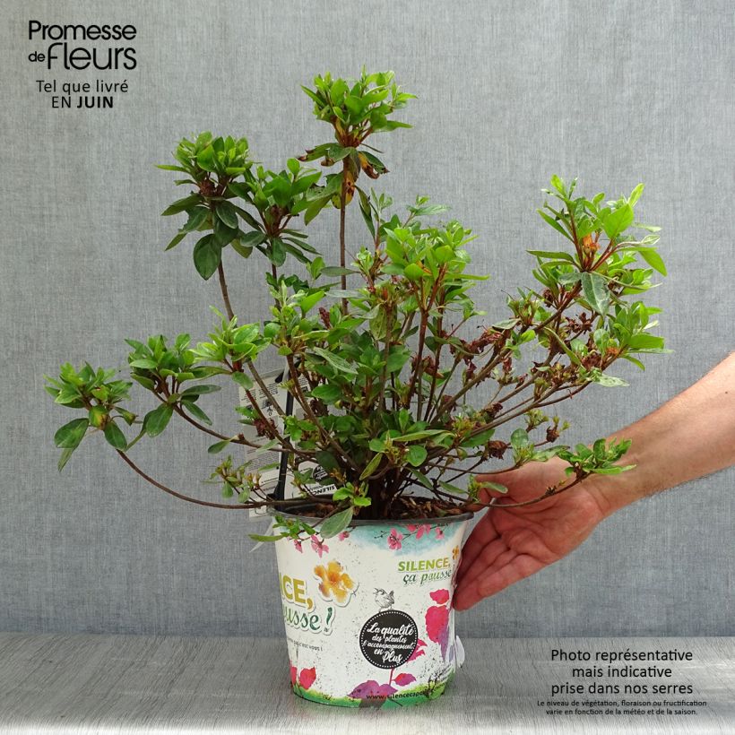 Esemplare di Azalea japonica Vuyk's Scarlet Vaso da 4L/5L consegnato in estate