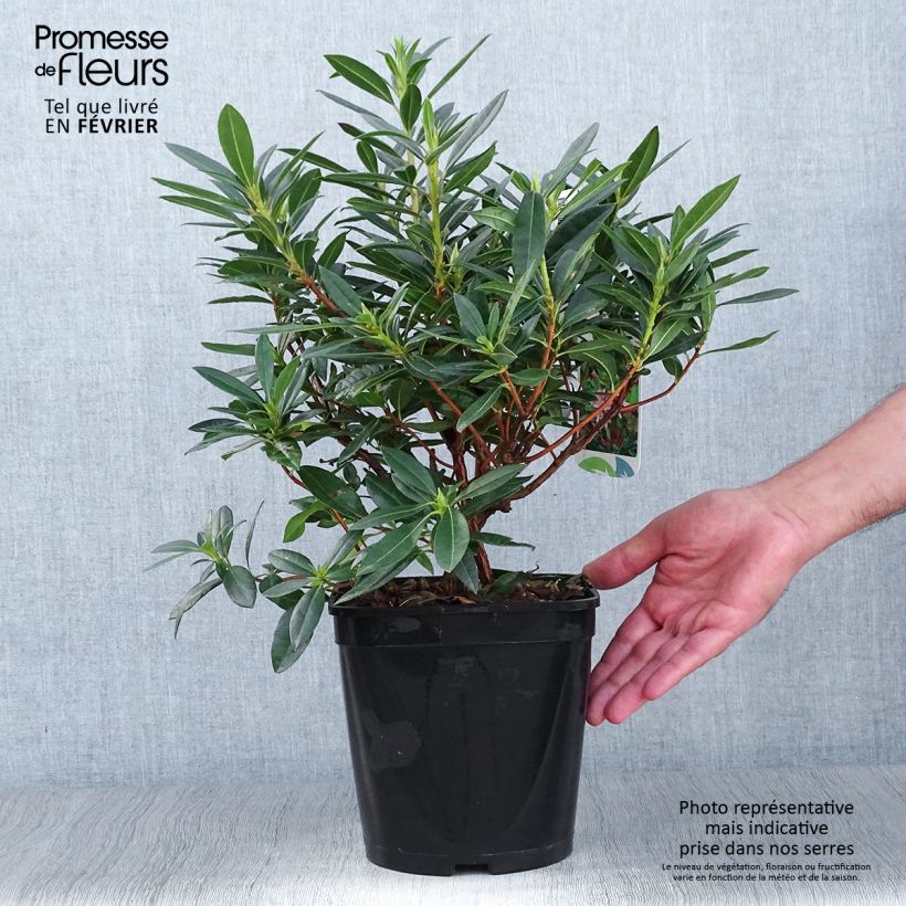 Esemplare di Azalea gowenianum Vaso da 4L/5L come consegnato in autunno