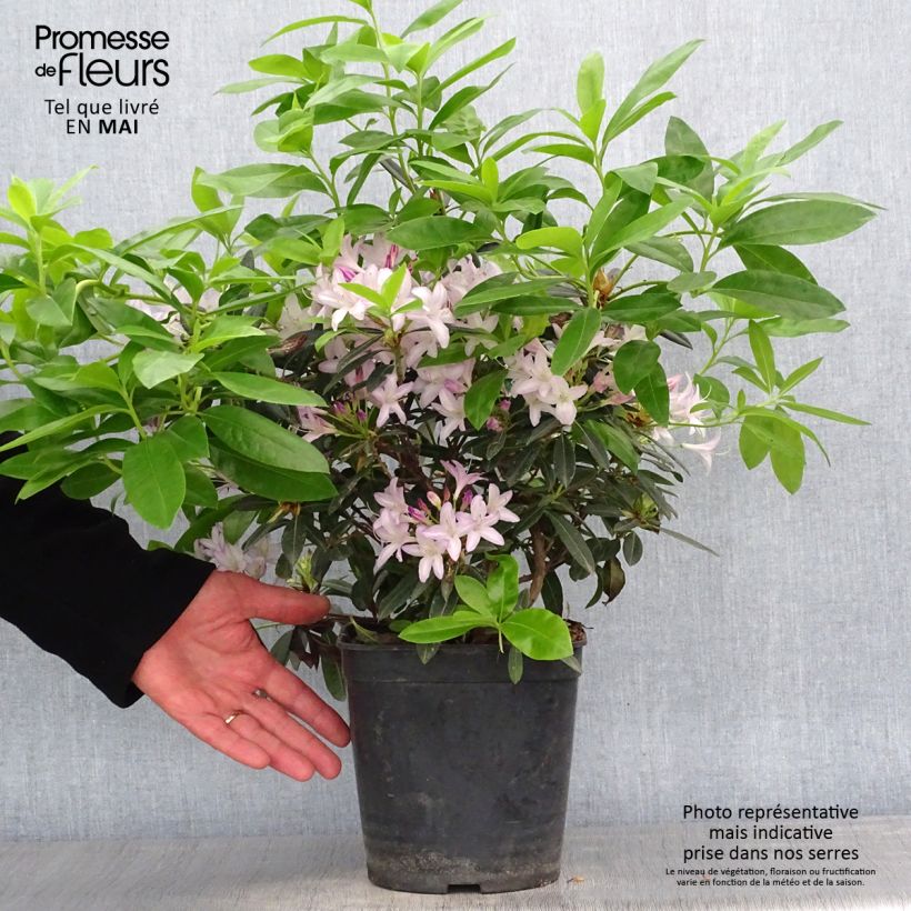 Azalea gowenianum Vaso da 4L/5L esemplare consegnato in primavera
