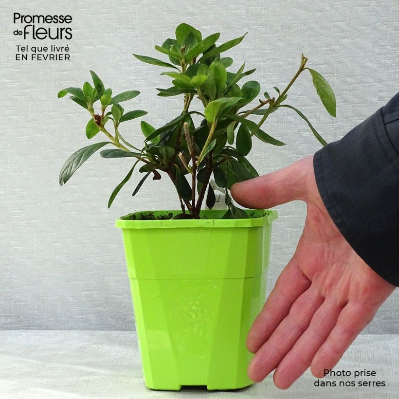 Azalea ENCORE Bonfire Vaso da 1L/1,5L esemplare consegnato in inverno