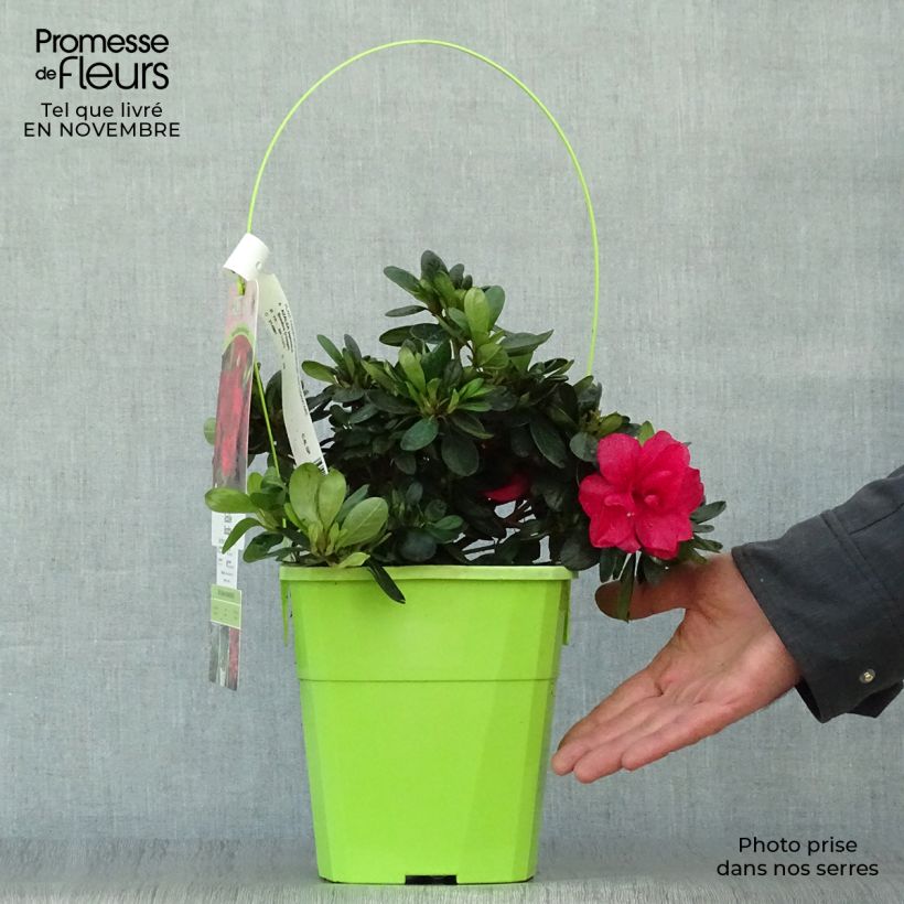 Esemplare di Azalea ENCORE Bonfire Vaso da 3L/4L come consegnato in autunno