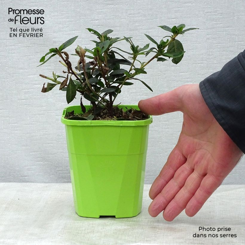 Azalea ENCORE Carnival Vaso da 1L/1,5L esemplare consegnato in inverno