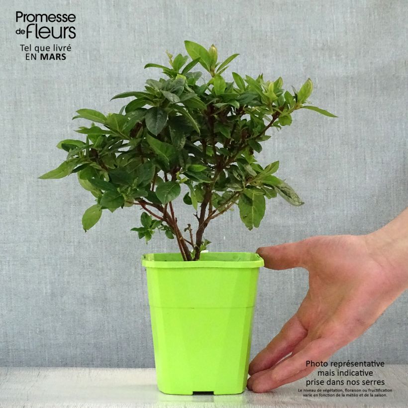 Azalea ENCORE Carnival Vaso da 1L/1,5L esemplare consegnato in primavera