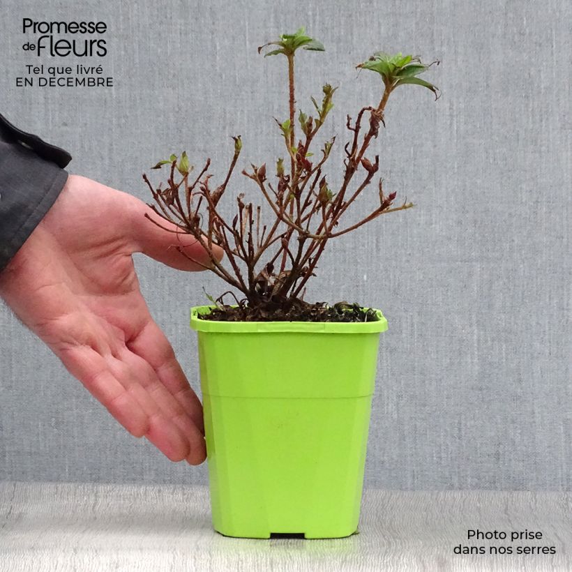 Azalea japonica ENCORE Debutante Vaso da 1L/1,5L esemplare consegnato in inverno