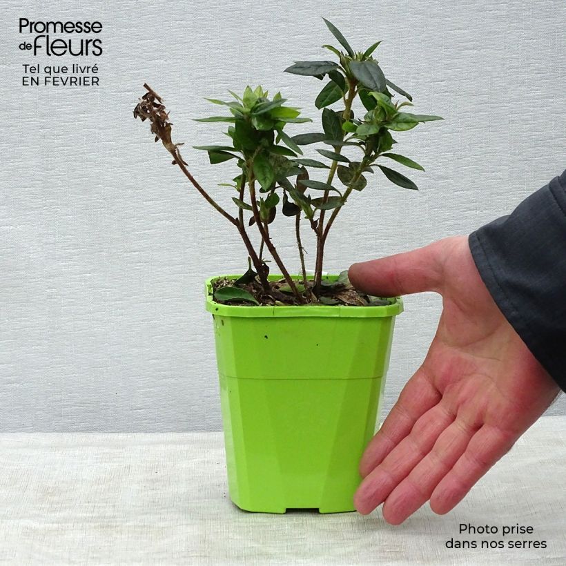 Azalea japonica ENCORE Empress Vaso da 1L/1,5L esemplare consegnato in inverno