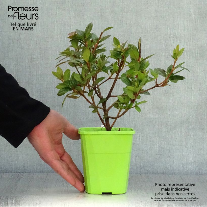 Azalea japonica ENCORE Empress Vaso da 1L/1,5L esemplare consegnato in primavera