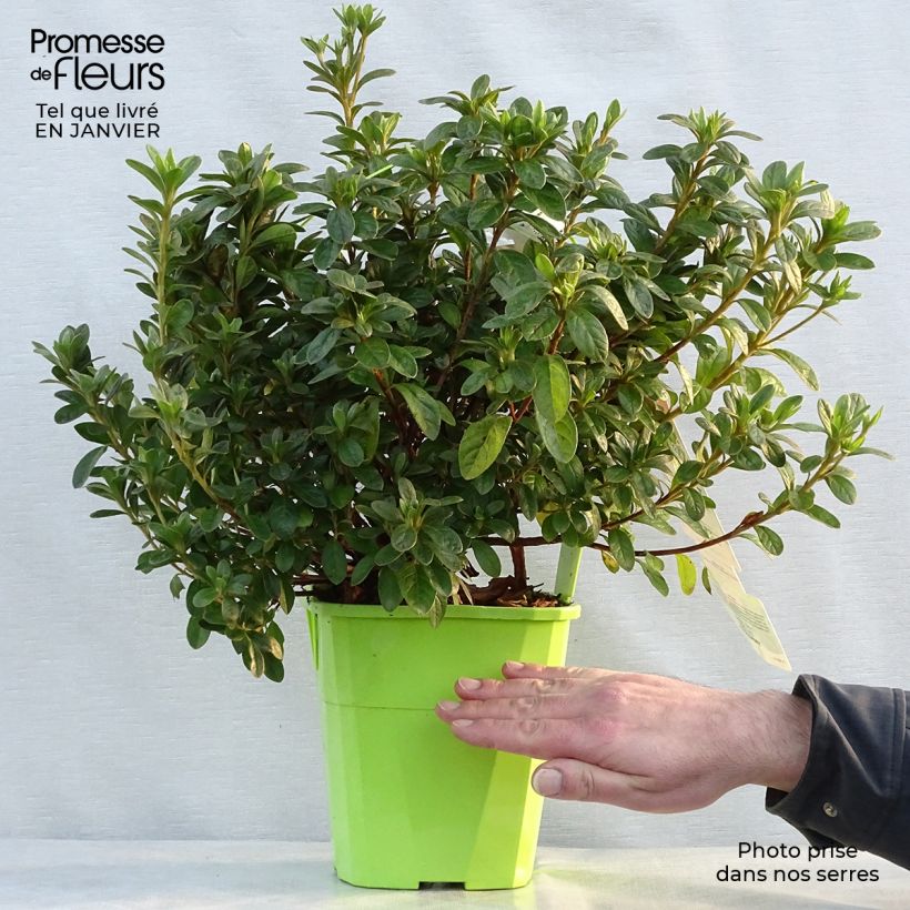 Azalea japonica ENCORE Ivory Vaso da 3L/4L esemplare consegnato in inverno