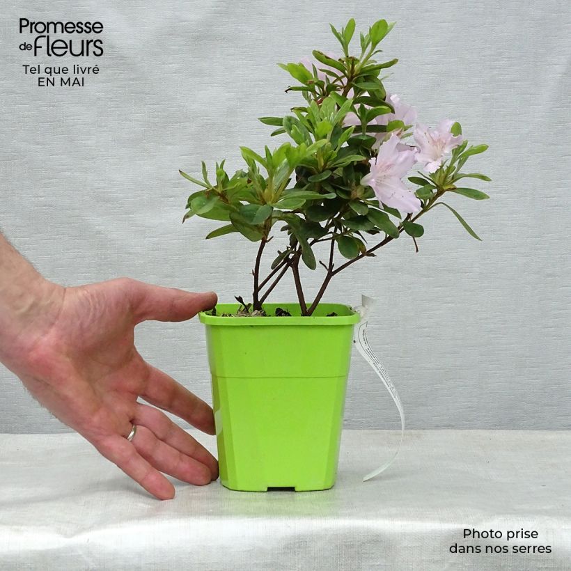 Azalea japonica ENCORE Ivory Vaso da 1L/1,5L esemplare consegnato in primavera