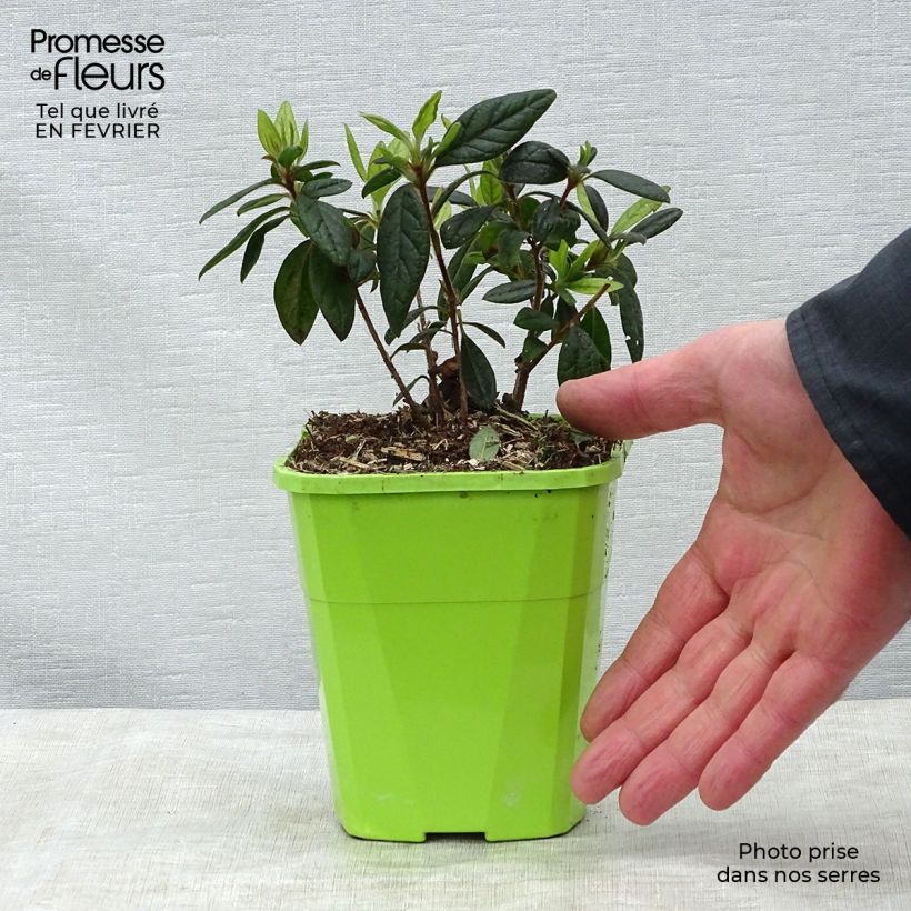 Azalea japonica ENCORE Jewel Vaso da 1L/1,5L esemplare consegnato in inverno