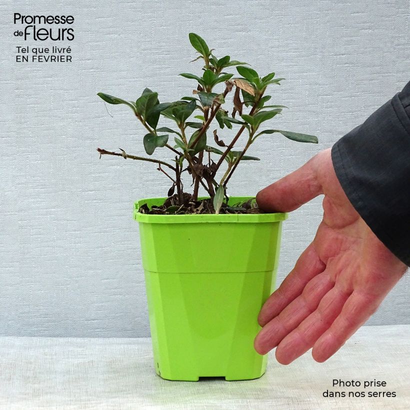 Azalea japonica ENCORE Princess Vaso da 1L/1,5L esemplare consegnato in inverno
